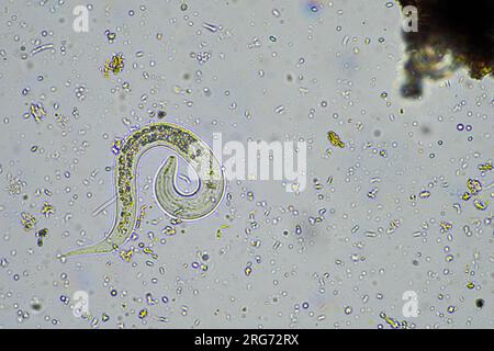 bacterial feeding soil nematode in a soil sample under the microscope on a farm in australia Stock Photo