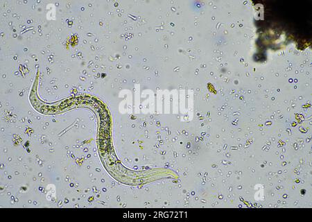 bacterial feeding soil nematode in a soil sample under the microscope on a farm in australia Stock Photo