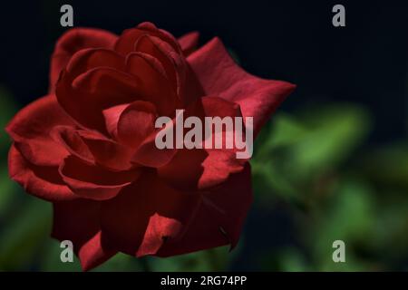 Miniature  red rose in bloom seen up close Stock Photo