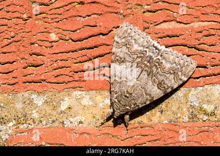Dorsal view of red underwing moth, Catocala nupta, basking in sunlight on a brick wall. Stock Photo
