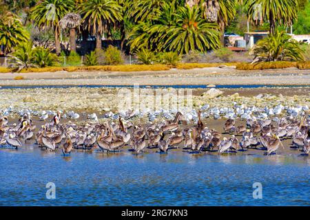 Group of brown pelicans and seagulls find respite on the shallow waters of Malibu's shoreline, set against the backdrop of swaying palm trees and resi Stock Photo