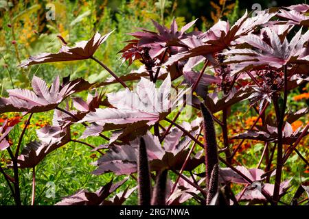 Purple, Leaves, Ricinus communis 'New Zealand Purple', Foliage, Garden, Plant, Flowerbed, Castor Oil Plant Stock Photo