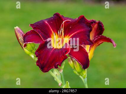 'Ed Murray' Daylily, Daglilja (Hemerocallis) Stock Photo