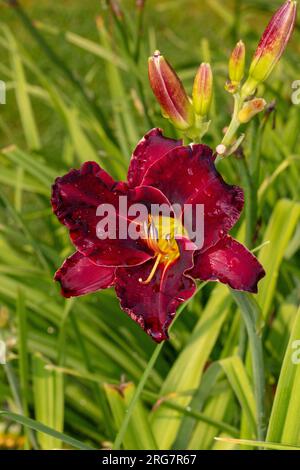 'Ed Murray' Daylily, Daglilja (Hemerocallis) Stock Photo