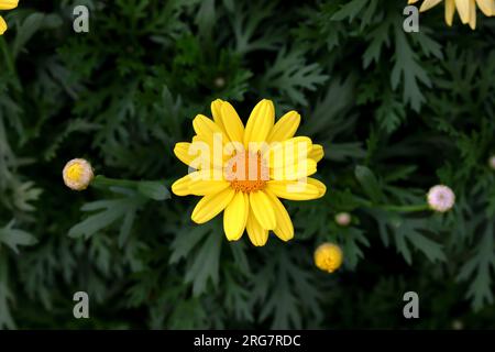 Full blooming yellow Chrysanthemum flowers in the garden Stock Photo