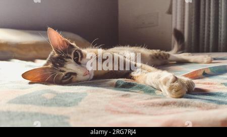 closeup portrait of an adorable sleepy pet tabby cat with green eyes peacefully lying on the sunkissed bed and relaxing during summer Stock Photo