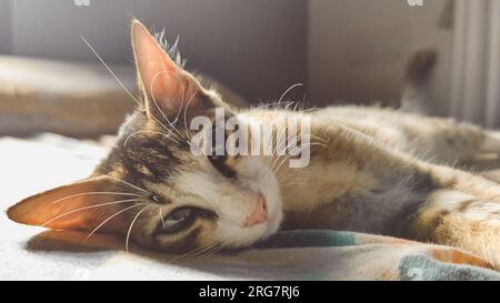 closeup portrait of an adorable sleepy pet tabby cat with green eyes peacefully lying on the sunkissed bed and relaxing during summer Stock Photo