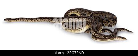 3 snakes; 2 Ball Python and a Boa, tangled up and living like friends. Isolated on a white background Stock Photo