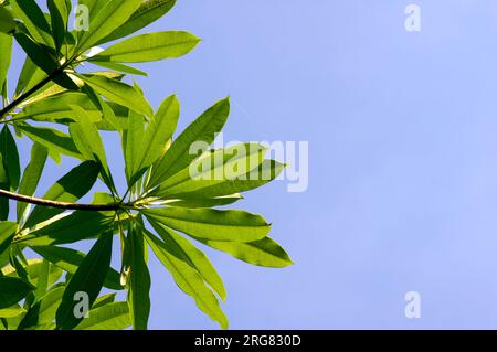 Alstonia scholaris, commonly called blackboard tree with blue sky background. Natural background. Stock Photo