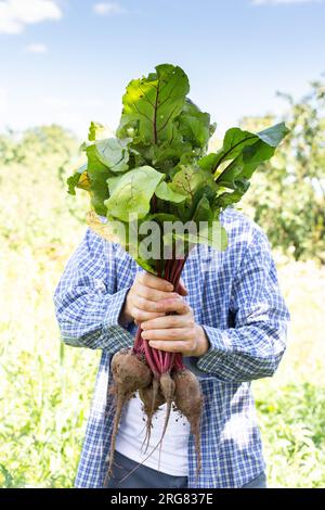 Male farmer holding organic beets with tops in front of him, fresh summer harvest from vegetable garden Stock Photo