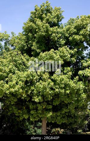 Barbusano (Apollonias barbujana) is an endemic tree typical of the laurisilva forests in Macaronesic Region. Stock Photo