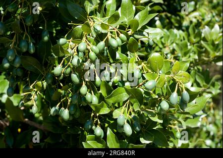 Barbusano (Apollonias barbujana) is an endemic tree typical of the laurisilva forests in Macaronesic Region. Fruits and leaves detail. Stock Photo