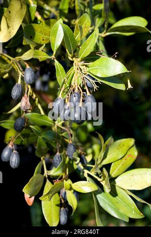 Barbusano (Apollonias barbujana) is an endemic tree typical of the laurisilva forests in Macaronesic Region. Fruits and leaves detail. Stock Photo