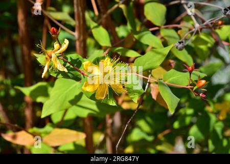 Granadillo or St. John-wort (Hypericum canariense) is a shrub endemic of Canary Islands but has been introduced and naturalized in Australia, New Zela Stock Photo