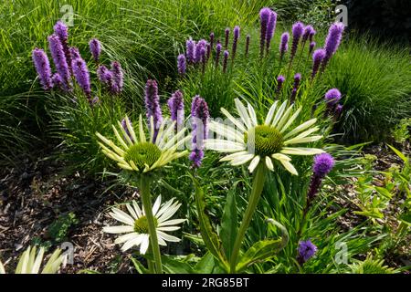 White, Coneflower, Echinacea  purpurea 'White Swan', Garden, Flowers, Liatris, Blue, plants Stock Photo