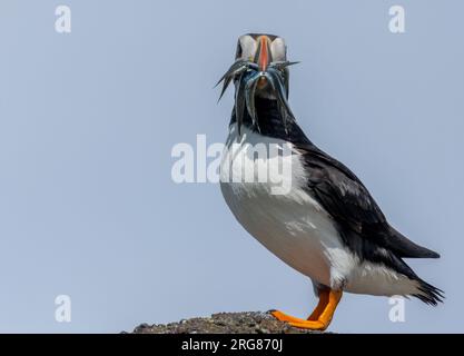 Atlantic puffin posing with sand eels in its brightly coloured beak on the Isle of May during breeding season Stock Photo