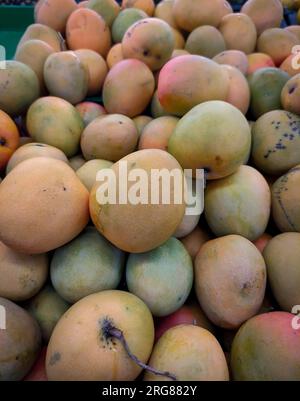 a collection of mangoes sold in supermarkets Stock Photo