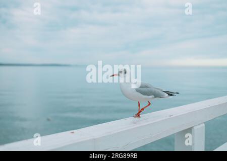Seagull landing on a wooden fence at Sopot pier, Gdansk, Poland Stock Photo