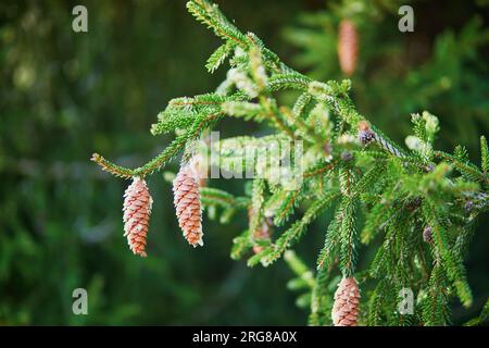 New young spruce cones on spruce branch Stock Photo
