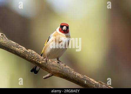 Beautiful bright coloured plumage feathers on goldfinch small bird perched on a branch in the woodland with natural forest background Stock Photo