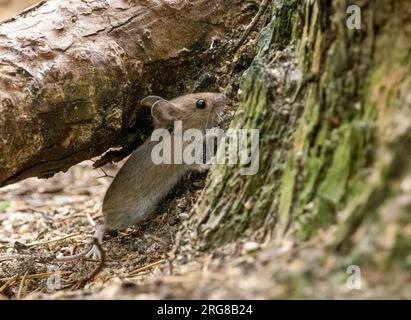 Very cute, tiny little woodland mouse with big eyes and ears and long whiskers foraging on the forest floor Stock Photo