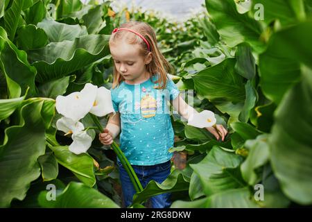 Adorable girl picking beautiful arum lily flowers on farm. Outdoor summer activities for little kids. Stock Photo