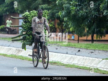 Transporting harvested bunches of Bananas to market on a bicycle Photographed in Tanzania Stock Photo