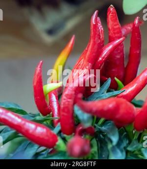 Red Peppers on a pepper plant closeup Stock Photo