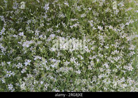 Field Chickweed flower plant on farm for harvest are cash crops Stock Photo