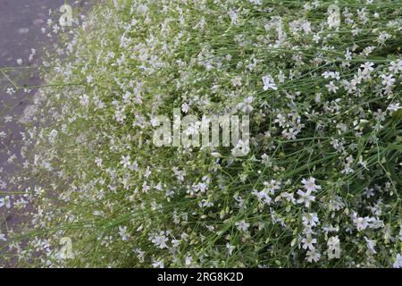 Field Chickweed flower plant on farm for harvest are cash crops Stock Photo
