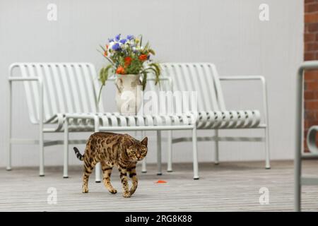 Curious Bengal cat exploring area around house. Domestic pet walking and hunting outdoors on summer day. Stock Photo