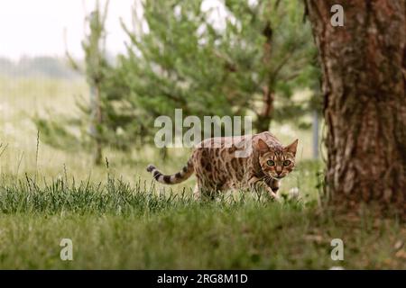Curious Bengal cat exploring area around house. Domestic pet walking and hunting outdoors on summer day. Stock Photo