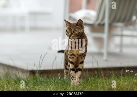 Curious Bengal cat exploring area around house. Domestic pet walking and hunting outdoors on summer day. Stock Photo