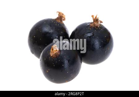 blackcurrant isolated on white background Stock Photo