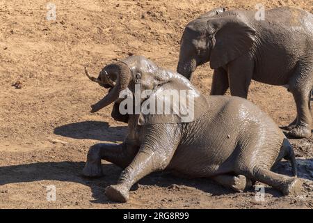 An elephant calf wallowing in a mud bath in the sunshine in the Kruger National Park, South Africa Stock Photo