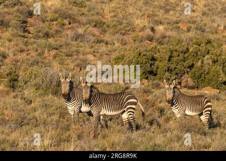 A small herd of Cape Mountain Zebra in the sunlight in the Karoo National Park, South Africa Stock Photo