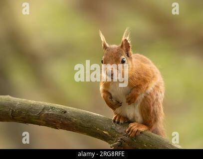 Curious little scottish red squirrel sitting on the branch of a tree in the forest Stock Photo