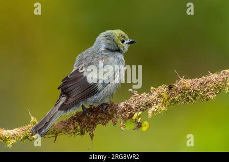 Palm Tanager (Thraupis palmarum) resting on branch, Costa Rica - stock photo Stock Photo