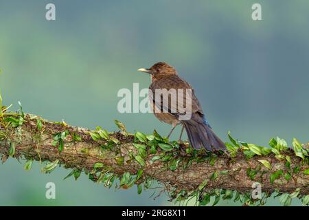 Clay-colored Thrush (Turdus grayi) Costa Rica - stock photo Stock Photo