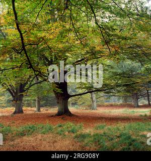 A beech wood in autumn at Savernake Forest, Wiltshire, England. Stock Photo