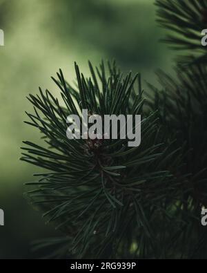 A tiny spider building a nest on the tip of a pine branch. Stock Photo