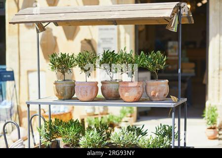 Small olive trees in clay pots on a street market in Gordes, Provence, Southern France Stock Photo