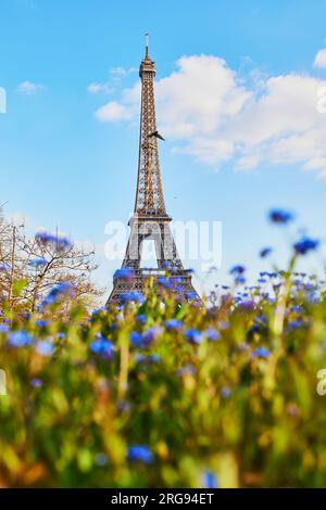 Eiffel tower seen through beautiful blue flowers in Paris, France Stock Photo