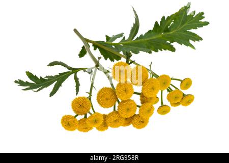 tansy isolated on white background Stock Photo