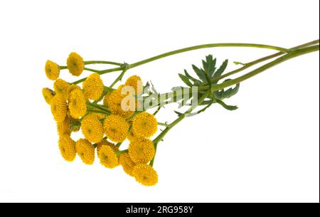 tansy isolated on white background Stock Photo