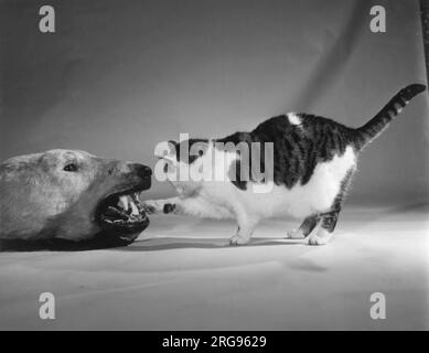 Cat meets dead polar bear. Stock Photo