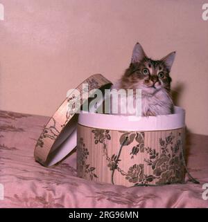 Cute tabby cat in a hatbox. Stock Photo