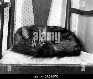 Tabby cat curled up on a chair. Stock Photo