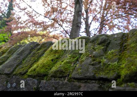 moss-covered stone wall in a park Stock Photo