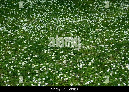 field of daisies with blue sky background Stock Photo